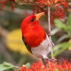 WEAVER.          .RED HEADED   male (O).jpg