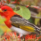 WEAVER..            RED HEADED  male (O).jpg