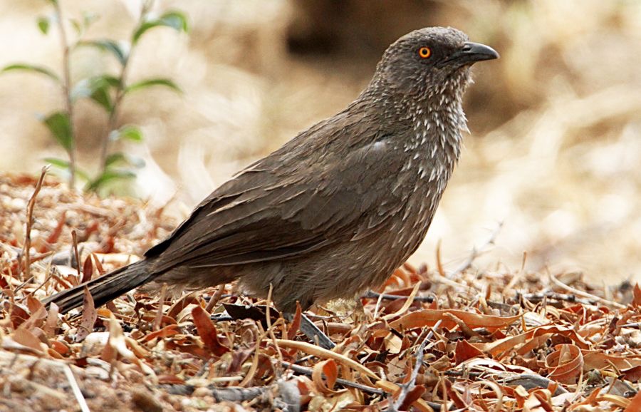 BABBLER   ARROW MARKED  (P).jpg