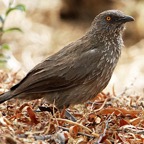 BABBLER   ARROW MARKED  (P).jpg