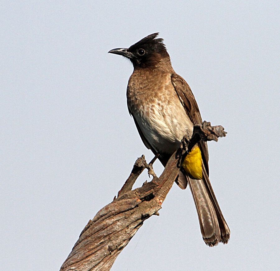 BULBUL       BLACK EYED  (P).jpg