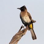 BULBUL       BLACK EYED  (P).jpg
