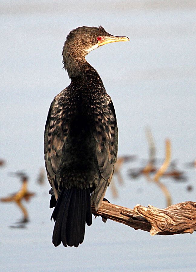 CORMORANT  REED  (P).jpg