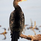 CORMORANT  REED  (P).jpg
