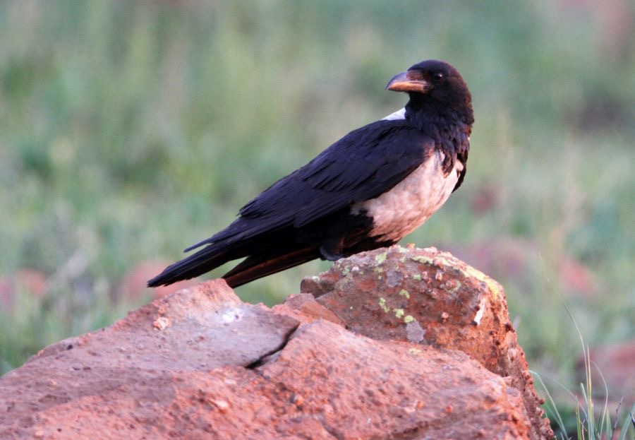 CROW               PIED  (R).jpg