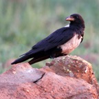 CROW               PIED  (R).jpg
