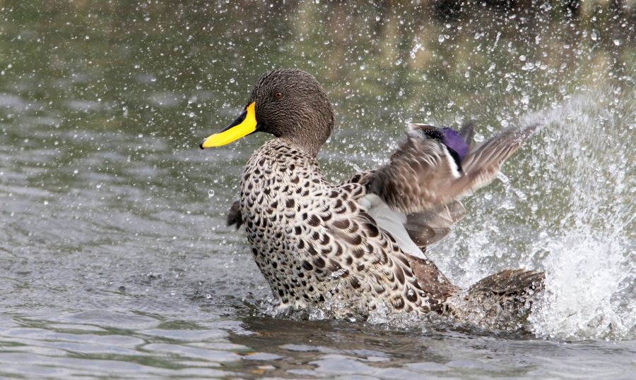 DUCK         YELLOW BILLED (R)    bathing.jpg