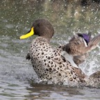 DUCK         YELLOW BILLED (R)    bathing.jpg