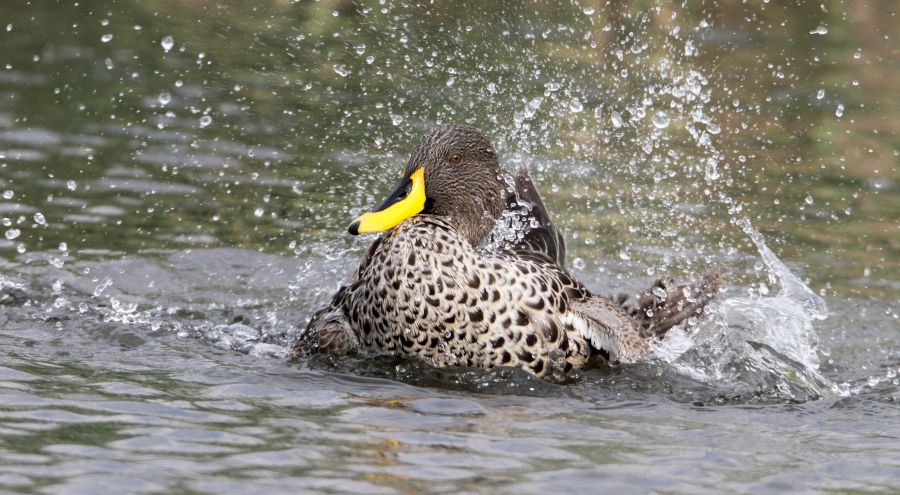 DUCK        YELLOW BILLED  (R)  bathing.jpg