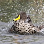 DUCK        YELLOW BILLED  (R)  bathing.jpg