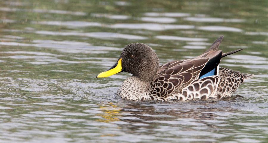 DUCK        YELLOW BILLED  (R).jpg