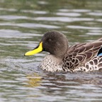 DUCK        YELLOW BILLED  (R).jpg