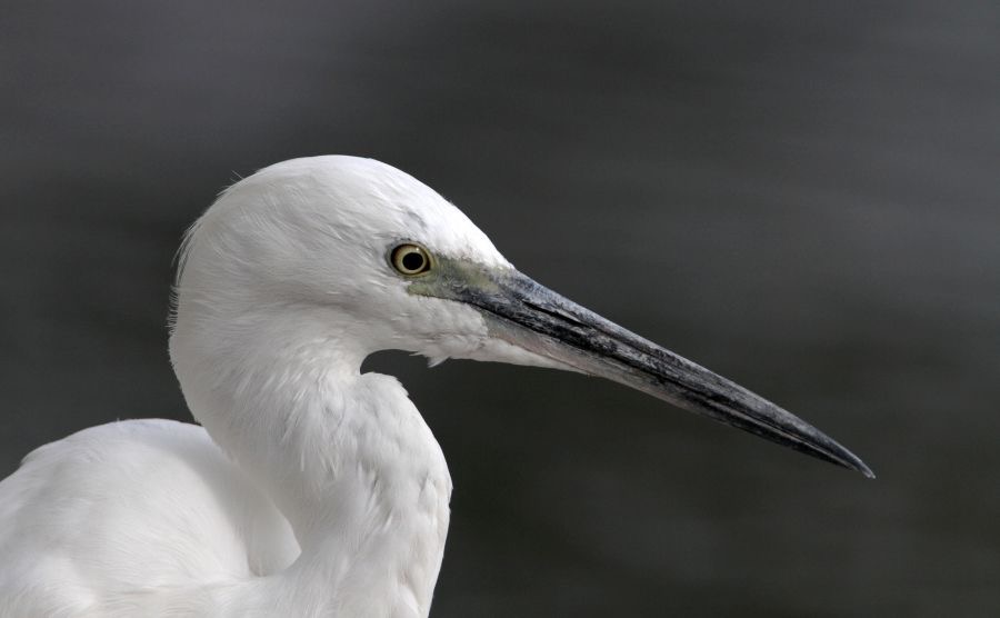 EGRET                 LITTLE  (R).jpg