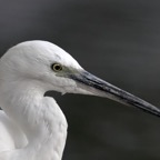 EGRET                 LITTLE  (R).jpg