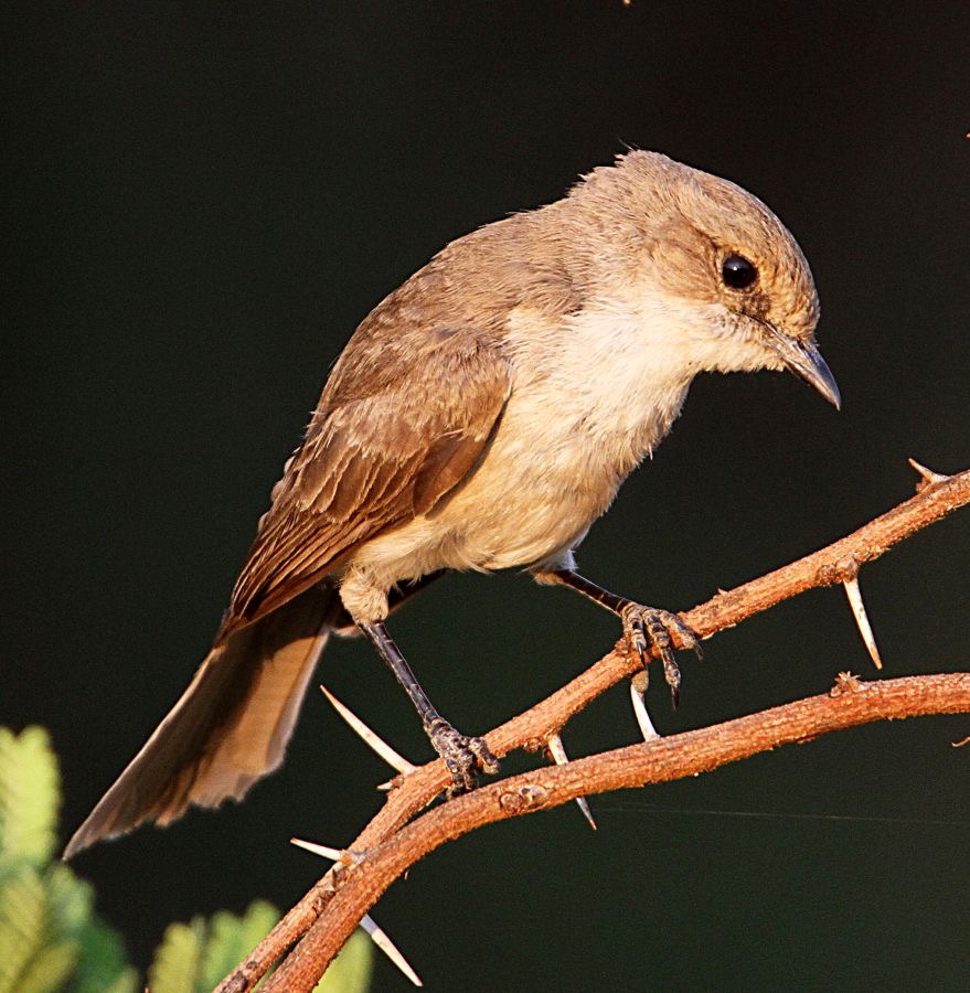 FLYCATCHER  MARICO  (P).jpg
