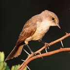 FLYCATCHER  MARICO  (P).jpg