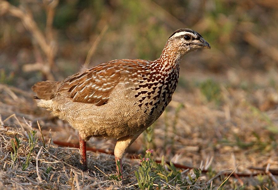 FRANCOLIN     CRESTED  (P).jpg