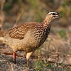 FRANCOLIN     CRESTED  (P).jpg