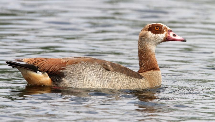GOOSE   EGYPTIAN (R).jpg