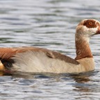 GOOSE   EGYPTIAN (R).jpg