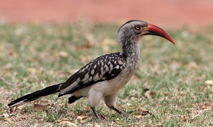 HORNBILL       RED BILLED  (P).jpg