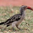 HORNBILL       RED BILLED  (P).jpg
