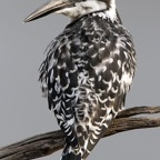 KINGFISHER        PIED  (P).jpg