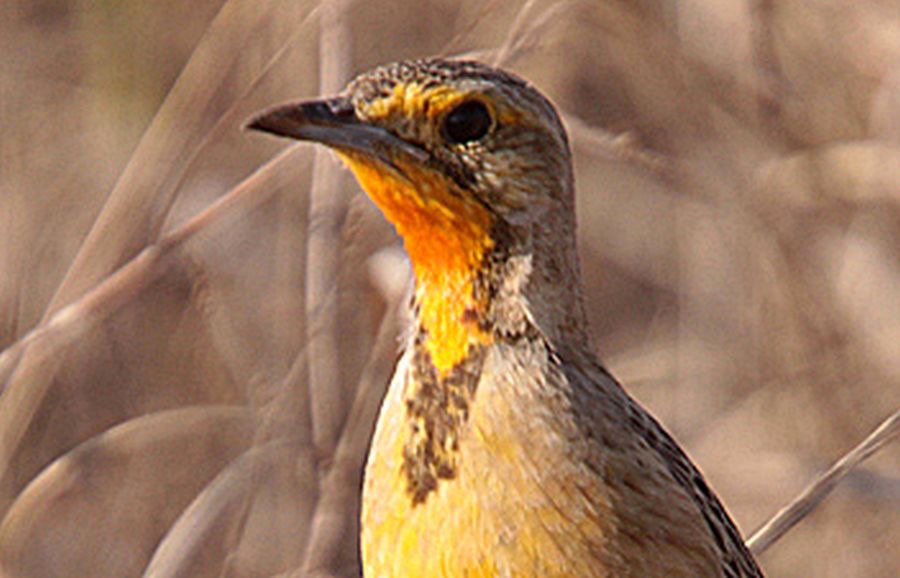 LONGCLAW  CAPE   ORANGE  THROATED (R).jpg