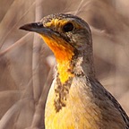 LONGCLAW  CAPE   ORANGE  THROATED (R).jpg