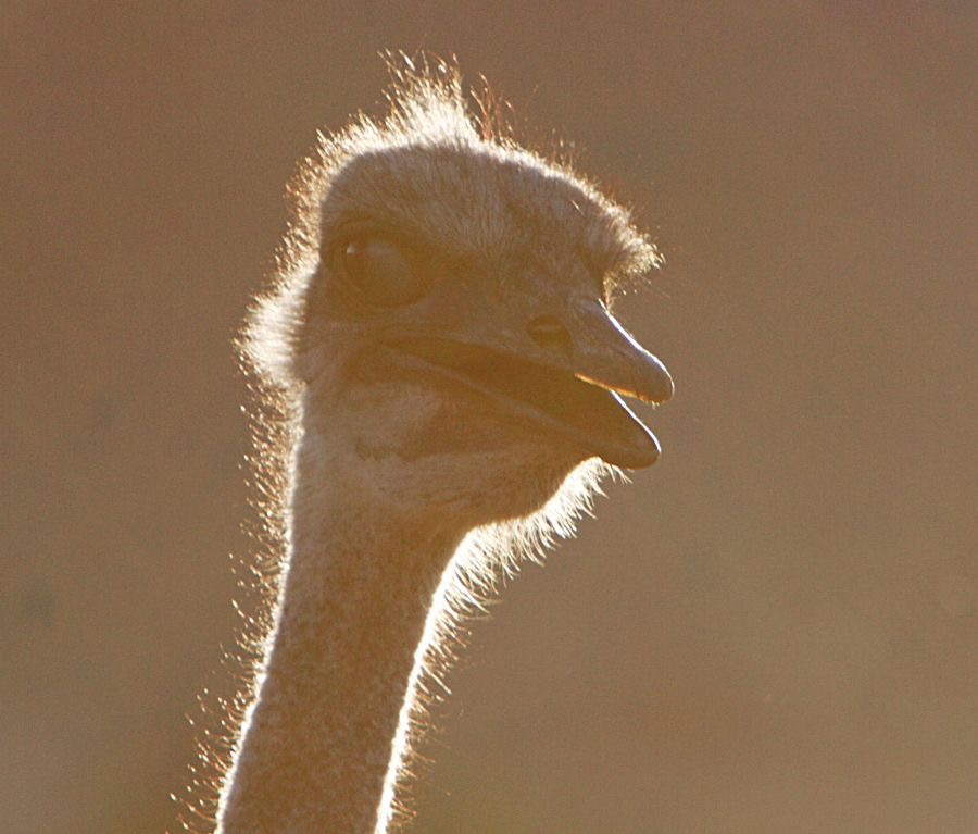 OSTRICH  COMMON  (P)  silhouette.jpg