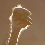 OSTRICH  COMMON  (P)  silhouette.jpg