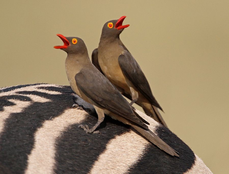 OXPECKERS      RED BILLED  (P).jpg