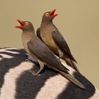 OXPECKERS      RED BILLED  (P).jpg