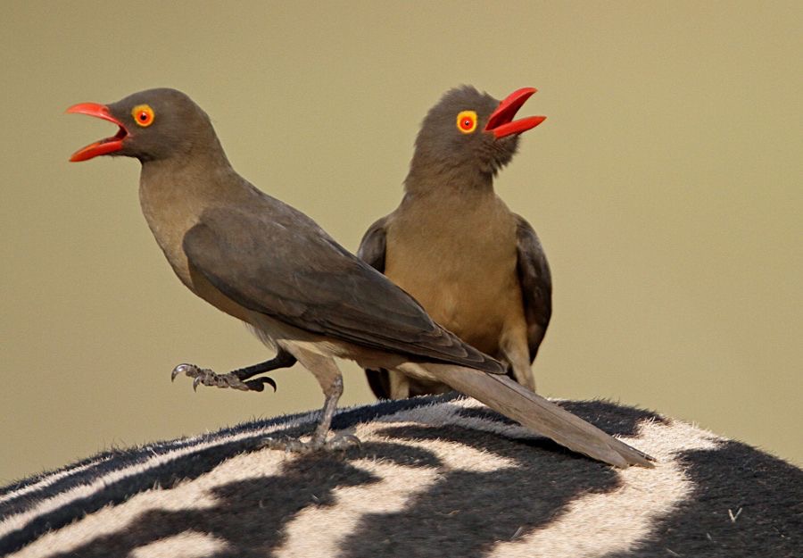 OXPECKERS     RED BILLED   (P)       on Zebra.jpg