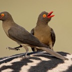 OXPECKERS     RED BILLED   (P)       on Zebra.jpg