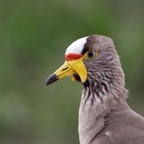 PLOVER    WATTLED (R).jpg