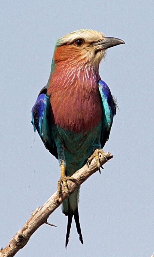 ROLLER         LILAC BREASTED  (P).jpg