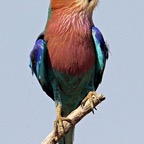 ROLLER         LILAC BREASTED  (P).jpg