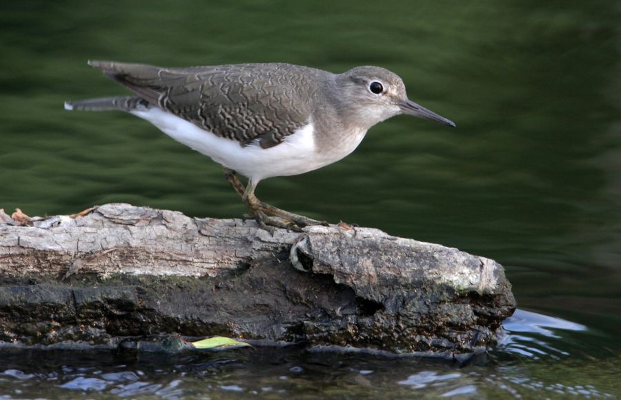 SANDPIPER  COMMON (R).jpg
