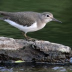 SANDPIPER  COMMON (R).jpg
