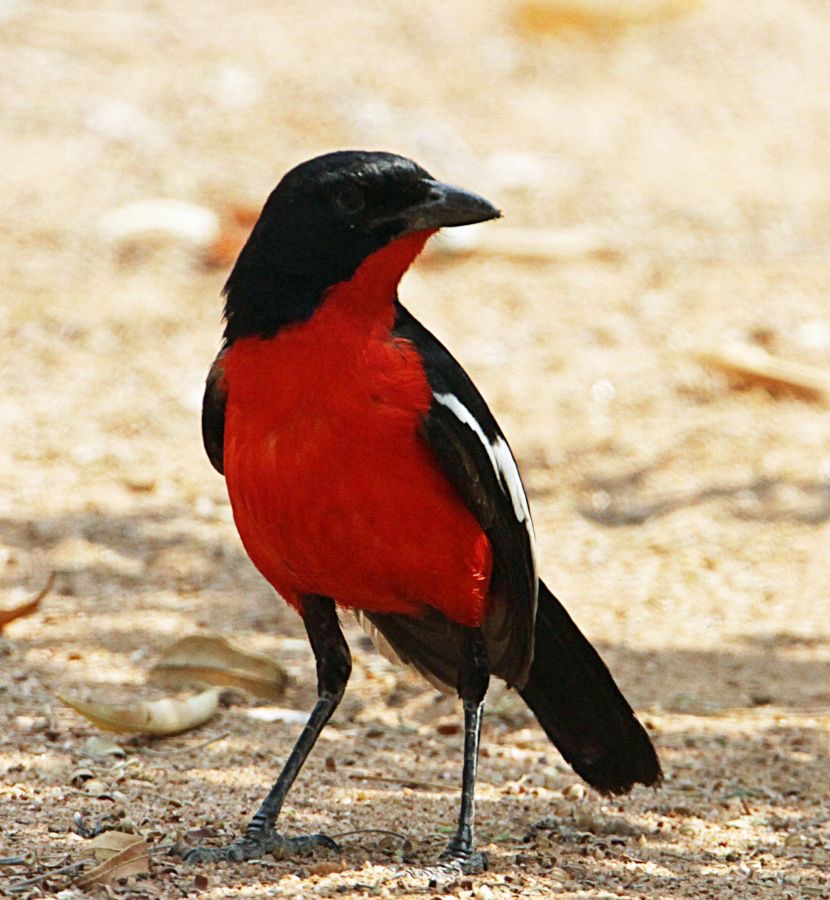 SHRIKE   CRIMSON BREASTED  (P).jpg