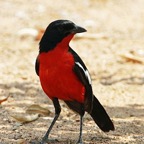SHRIKE   CRIMSON BREASTED  (P).jpg