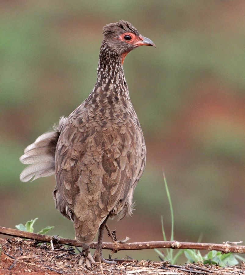 SPURFOWL  SWAINSONS  (R)   in the wind.jpg