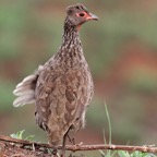 SPURFOWL  SWAINSONS  (R)   in the wind.jpg