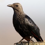 STARLING         RED WINGED (P)  female.jpg