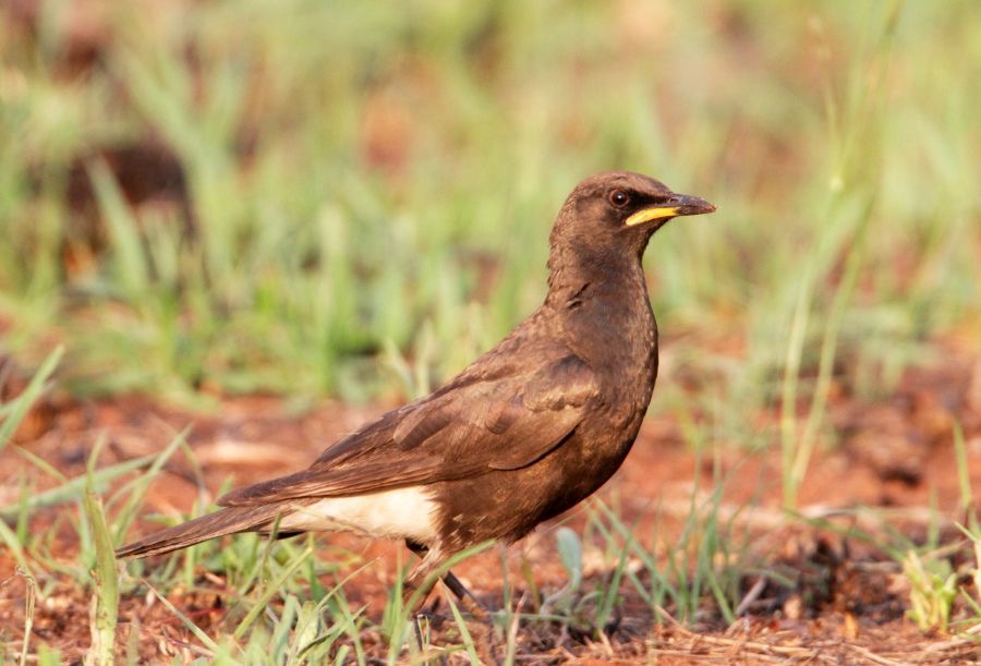 STARLING  AFRICIAN PIED  (R).jpg