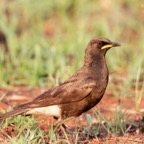 STARLING  AFRICIAN PIED  (R).jpg