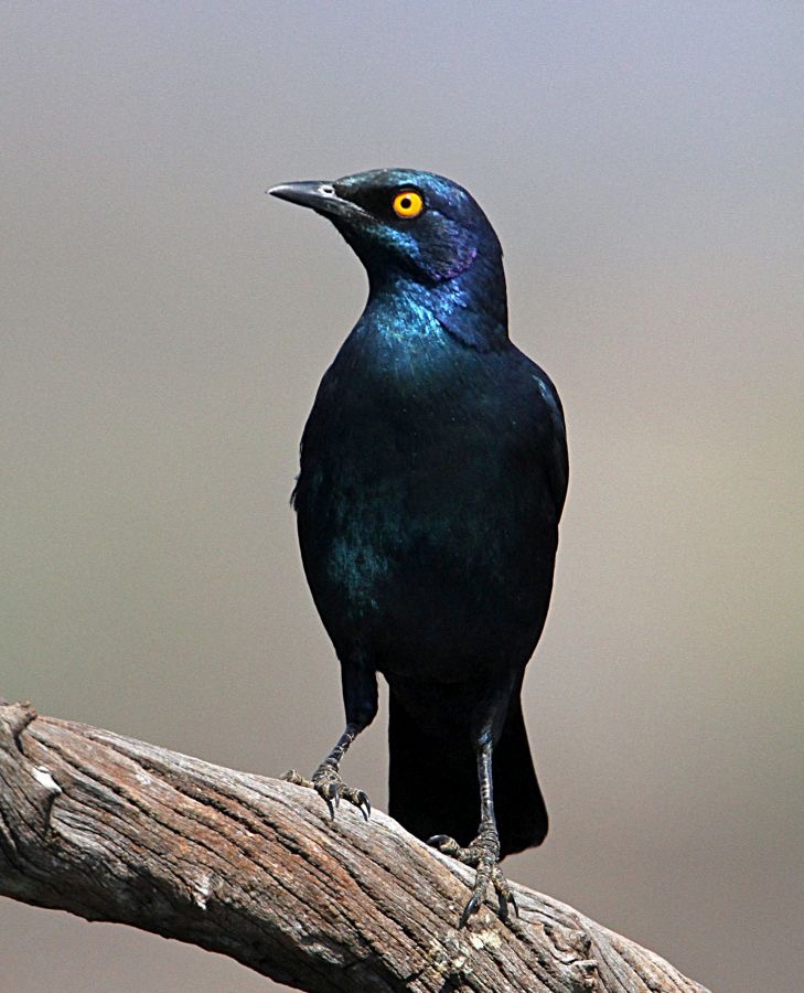 STARLING  GREATER BLUE EARED  (P).jpg
