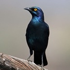 STARLING  GREATER BLUE EARED  (P).jpg