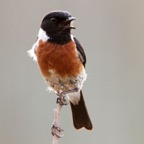 STONECHAT  (R)   male singing.jpg